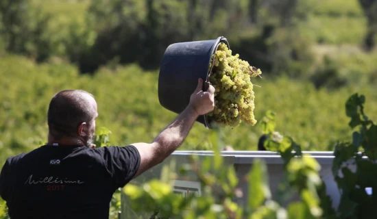 Grape harvest festival at Cheverny 2026 and the châteaux of the Loire Valley