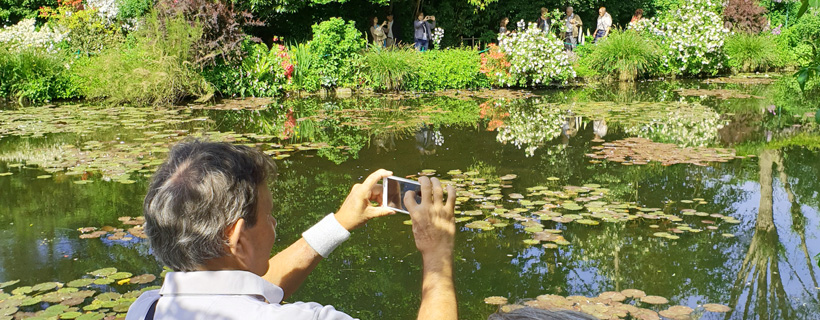 Pond of Water Lilies