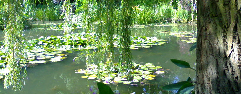 Water Lilies in Giverny